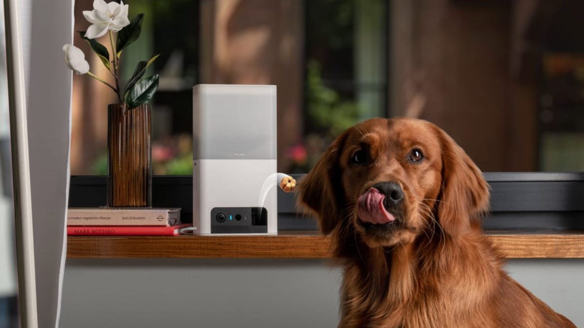 8 Amazing Pet Gadgets to Get Your Good Boy or Girl