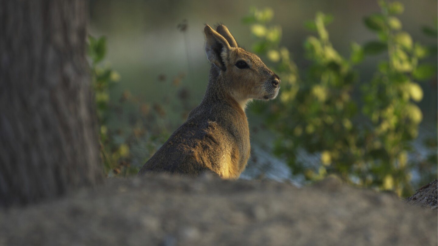 Argentine rodents are Dubai oasis’ newest residents