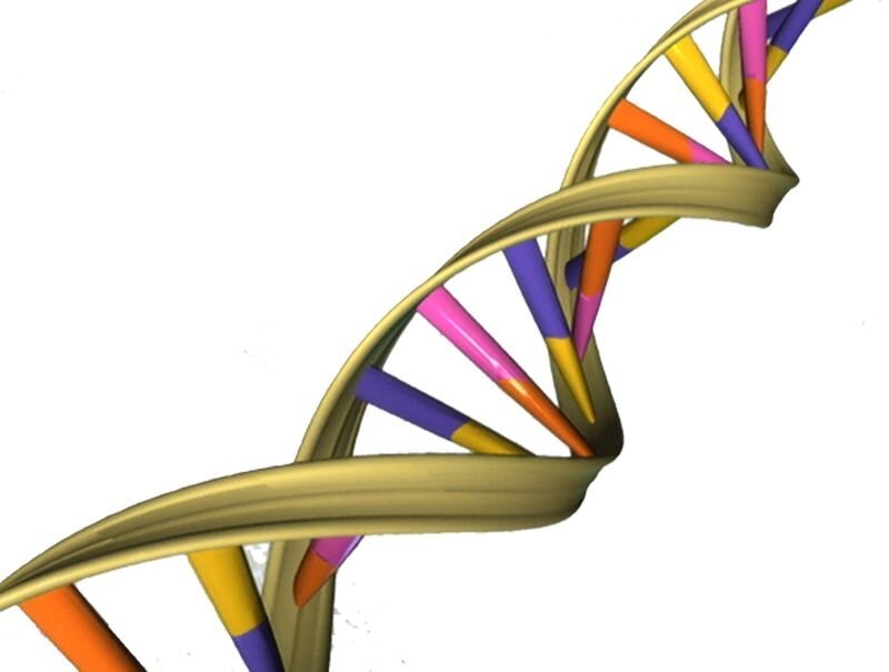 The molecular machines that loop chromosomes also twist DNA