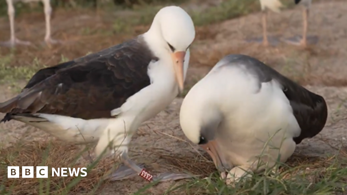 Wisdom: World’s oldest known wild bird lays egg at ’74’