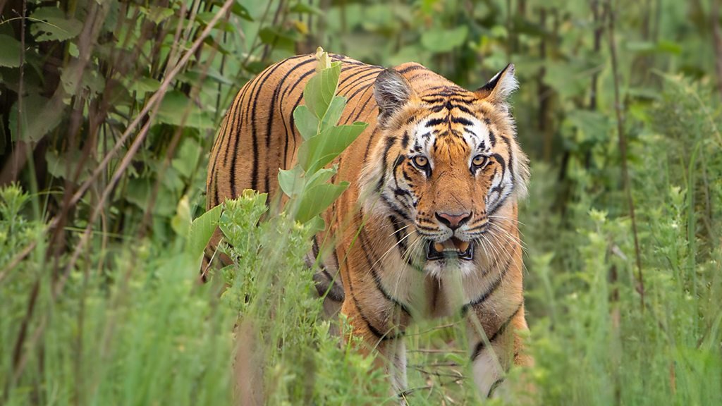 Tech Life: Tiger trackers used to spy on women