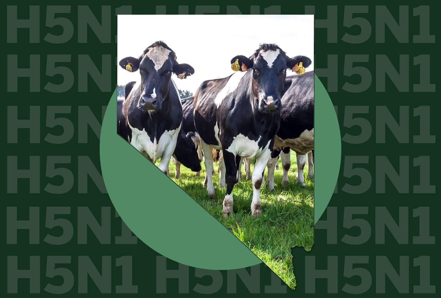 A Deadly Strain of Bird Flu Has Been Detected in Dairy Cows in Nevada